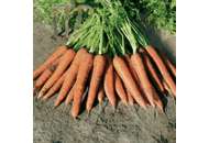 Камаран F1 - морковь (2,0-2,2 мм), Bejo Голландия фото, цена
